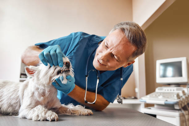Best Emergency Dentist for Lost Fillings or Crowns in Oak Grove, VA